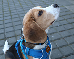 Murphy the beagle
